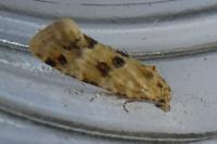 Aethes williana