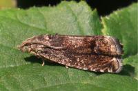 Cydia splendana
