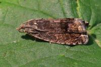 Cydia splendana