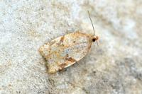 Acleris ferrugana