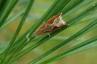 Ancylis diminutana