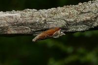 Ancylis diminutana