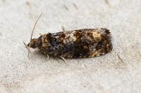 Endothenia ustulana