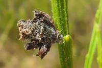 Coleophora saturatella