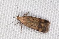 Pexicopia malvella