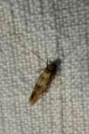 Mompha epilobiella
