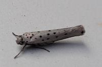 Yponomeuta sedella