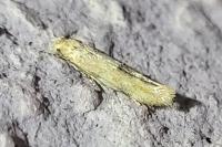 Mompha epilobiella