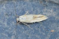 Mompha epilobiella