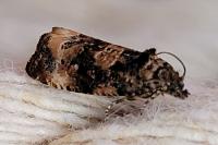 Endothenia gr. gentianaeana