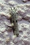 Yponomeuta plumbella
