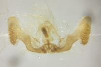 Eucosma gr. hohenwartiana