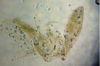 Adaina microdactyla