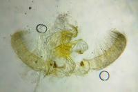 Endothenia ericetana