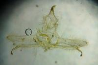 Cnephasia genitalana