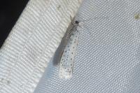 Yponomeuta evonymella