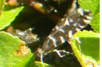 Callisto coffeella