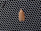 Clepsis consimilana