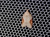 Acleris laterana
