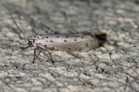 Yponomeuta padella