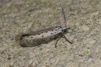 Yponomeuta padella