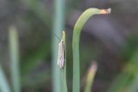 Bactra lancealana