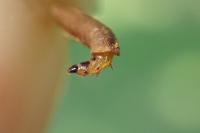 Coleophora lutipennella
