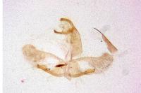 Oegoconia