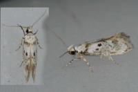 Herrichia excelsella