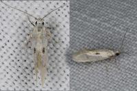 Herrichia excelsella