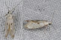 Herrichia excelsella