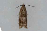 Rhopobota naevana