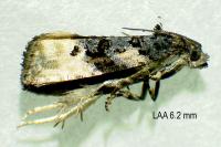 Metendothenia atropunctana