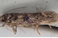 Bryotropha basaltinella