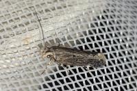Aroga velocella