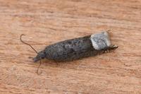 Ancylis tineana