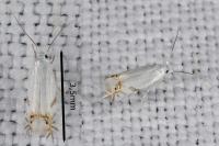 Leucoptera spartifoliella