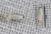 Leucoptera spartifoliella