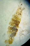 Coleophora alcyonipennella