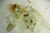 Acleris ferrugana