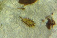 Acleris ferrugana