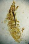 Coleophora alcyonipennella