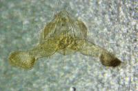 Strophedra weirana