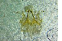 Caryocolum blandellum