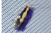 Monopis obviella