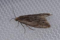 Eucosma
