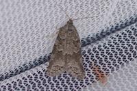 Cnephasia