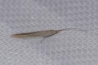 Coleophora