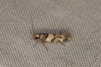 Alloclita recisella