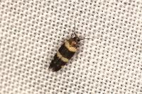 Gisilia stereodoxa